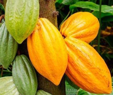 Plantation de cacao Kineden